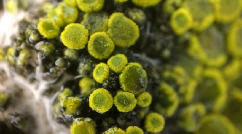 Bacterias