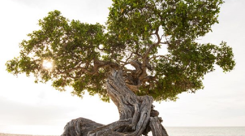 Divi Divi Tree by Eagle Beach