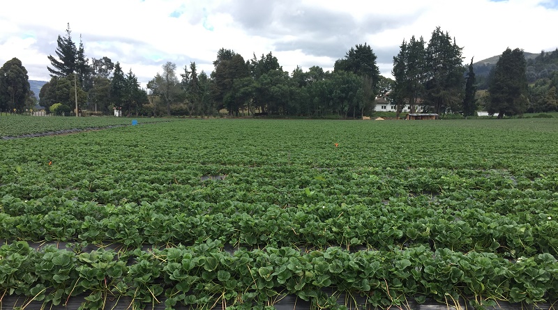 Agricultura