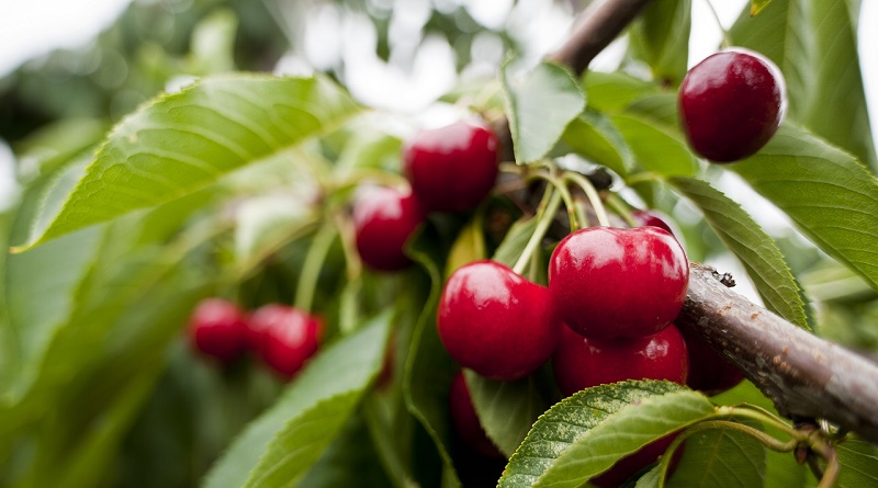 Cerezas