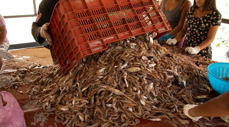 pesca artesanal