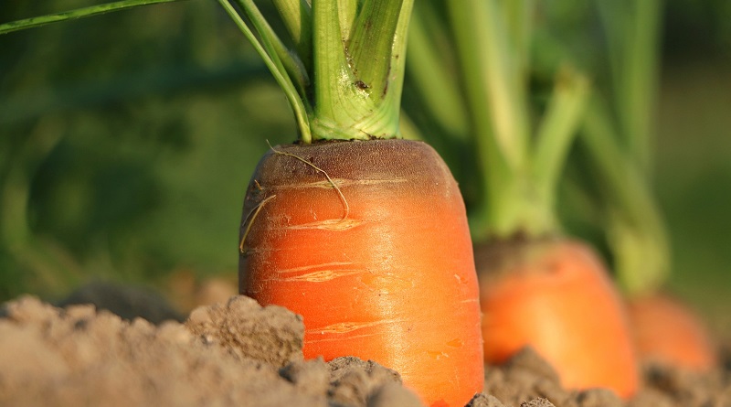 Agricultura
